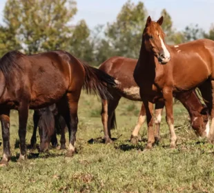 Cavalos vítimas de ração contaminada da Nutratta Nutrição Animal