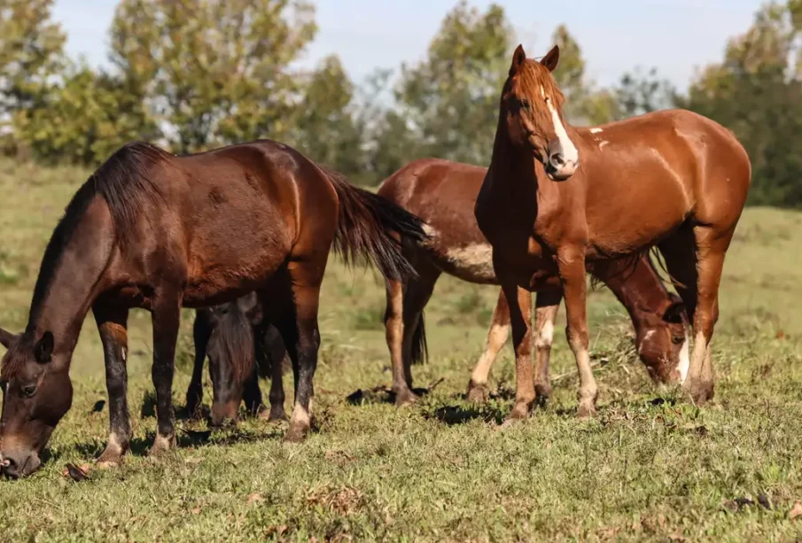 Cavalos vítimas de ração contaminada da Nutratta Nutrição Animal