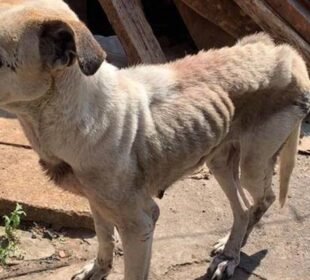 Lei determina ressarcimento integral de custos com atendimento de animais maltratados